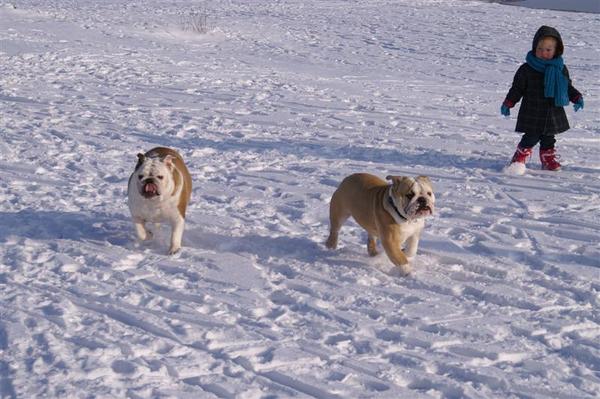 BRODUKE ENGLISH BULLDOGS