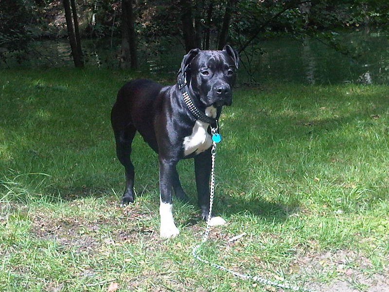 American Staffordshire Terrier