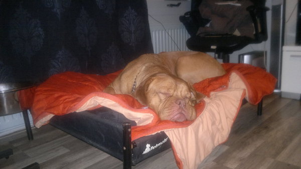 Bordeauxdog
