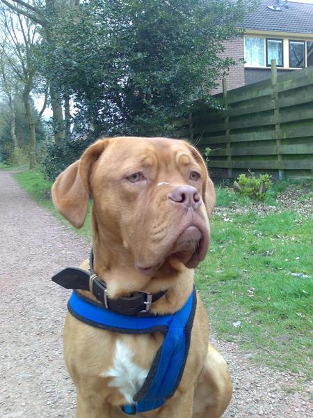 Bordeauxdog