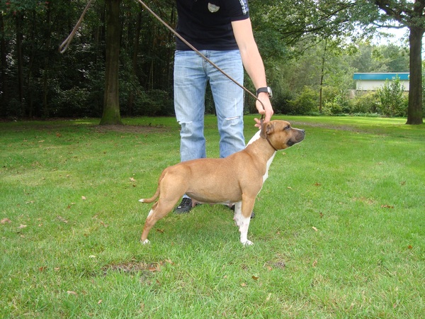 Staffordshire Bull Terrier