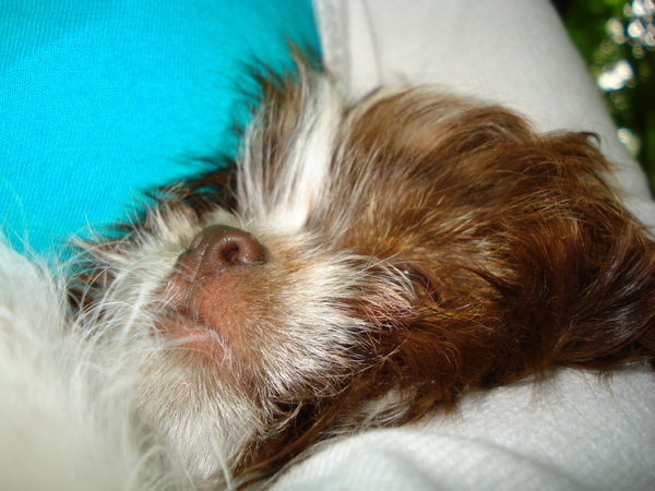 Wat lig ik toch lekker in de armen van mijn baasinnetje.