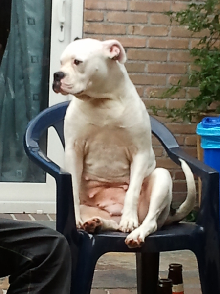 Amerikaanse Bulldog