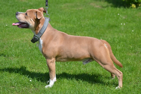American Staffordshire Terrier