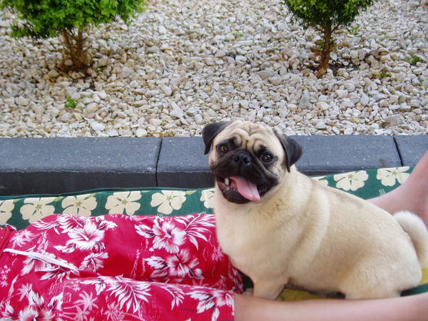 Samen met het baasje op het sretchbed