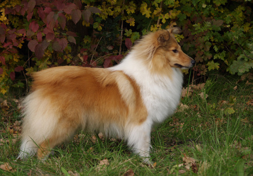 Sheltie