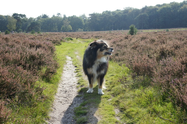 Losloopgebied Kolhornseweg, Hilversum (NH)