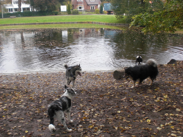 Losloopgebied Heemstede, burgemeester van Rappardlaan (NH)