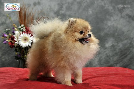 From There Own Home.