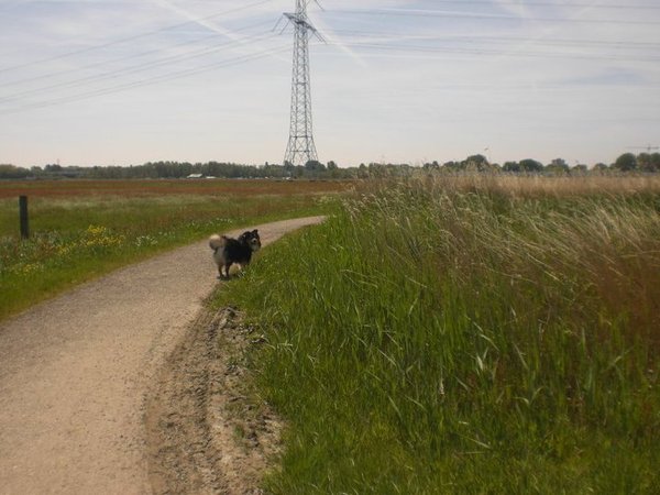 Wandelgebied Dorspad, Landsmeer (NH)