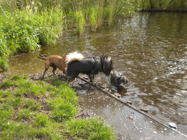 Losloopgebied 't Twiske, Den Ilp (NH)