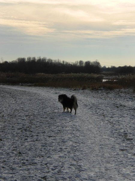 Losloopgebied 't Twiske, Den Ilp (NH) 