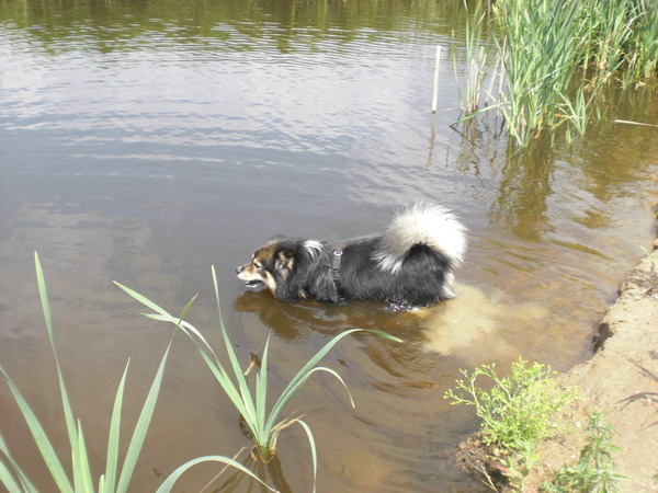 Wandelgebied Dorspad, Landsmeer (NH)