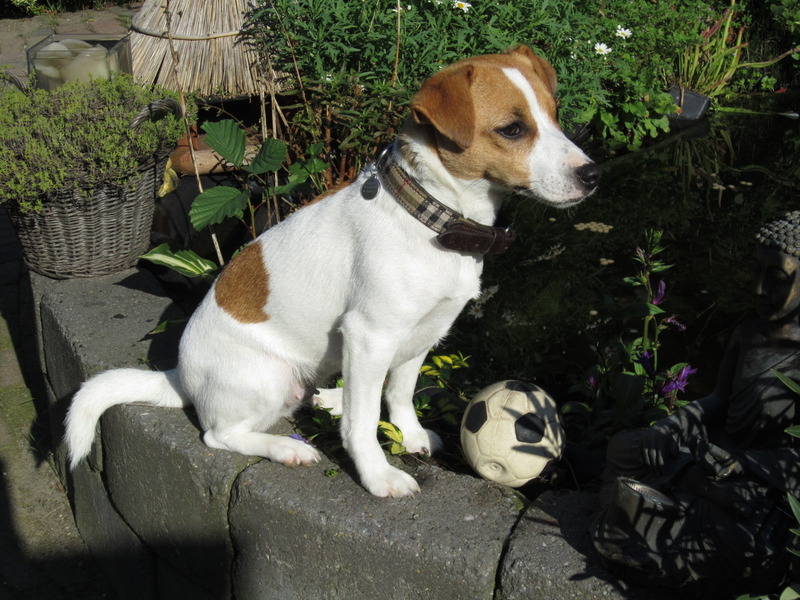 Parson Russell Terriër