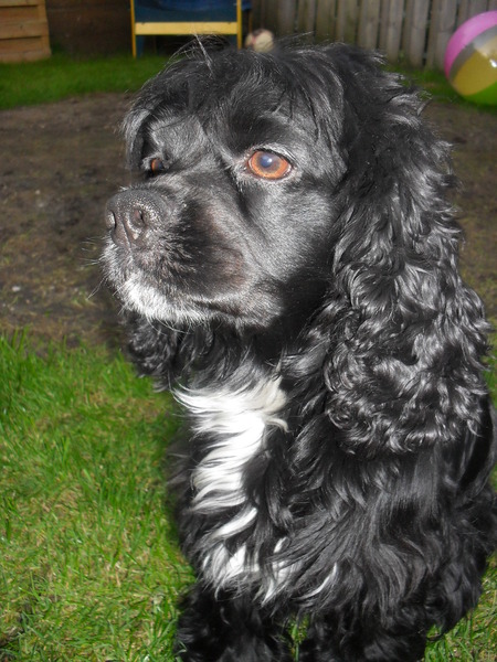 Amerikaanse Cockerspaniel