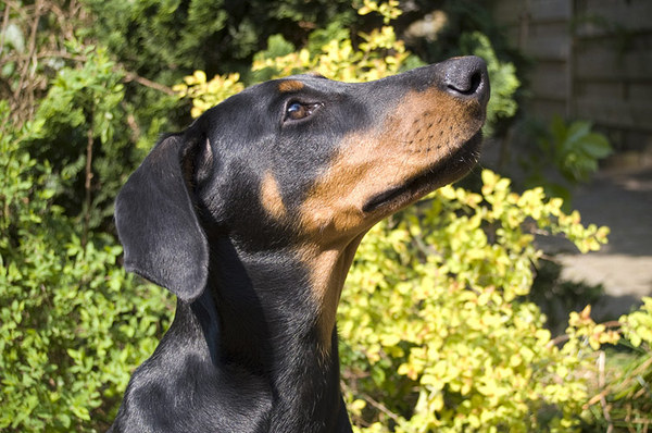 Dobermann