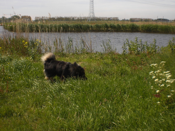 Wandelgebied Dorspad, Landsmeer (NH)