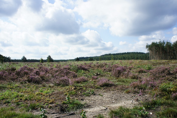 Losloopgebied 't Leesten, Apeldoorn