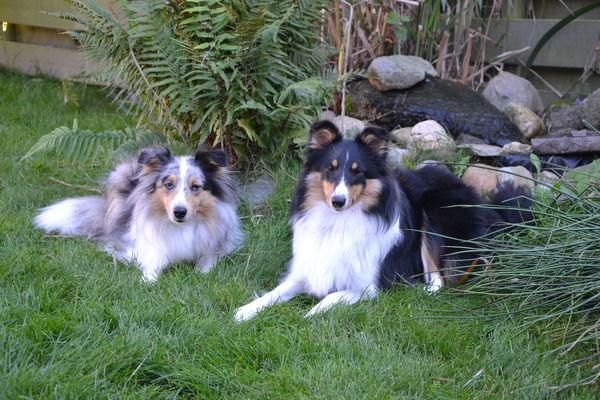 Sheltie