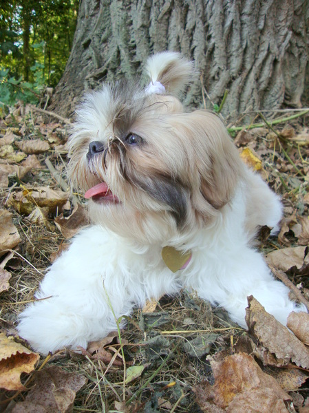 Shih Tzu