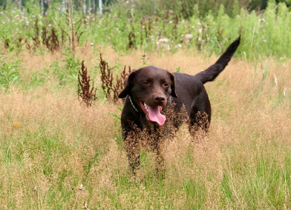 Labrador