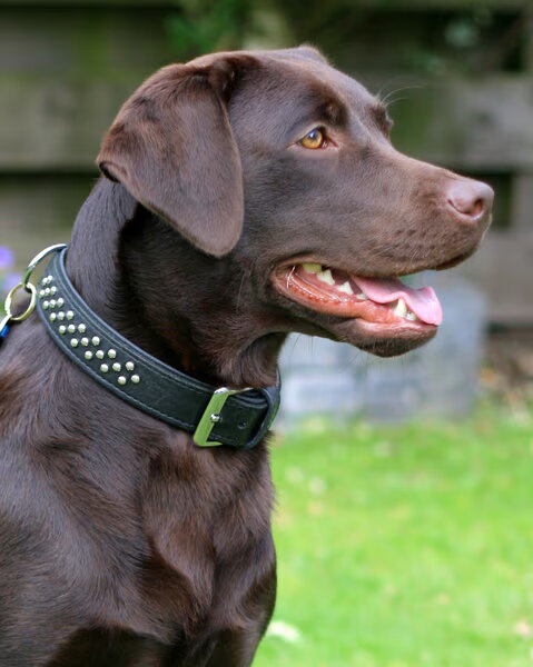 Labrador