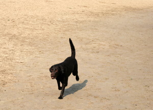 Labrador