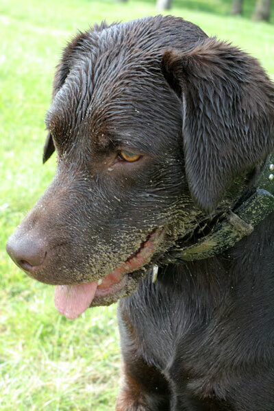 Labrador