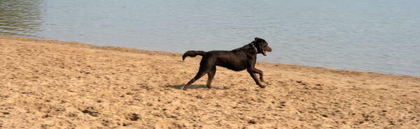Labrador