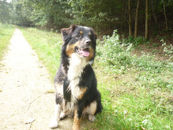 Australian Shepherd