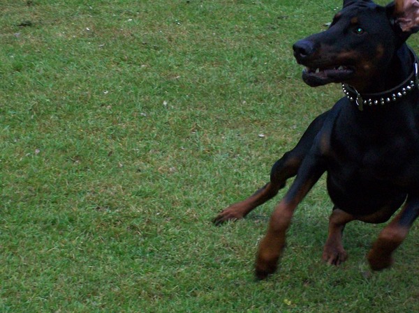 Dobermann