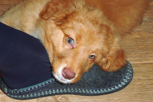 Nova Scotia Duck Tolling Retriever