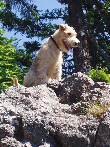 Lakeland Terrier