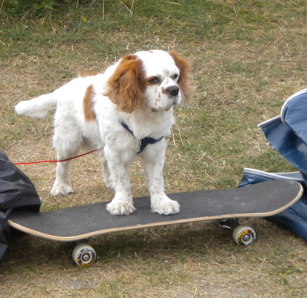 Cavalier King Charles Spaniel