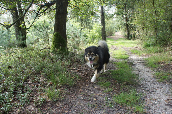 Het leesten, Apeldoorn (NH)
