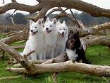 Schylger Samoyeds