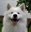 Schylger Samoyeds
