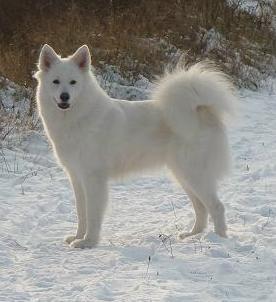 Schylger Samoyeds