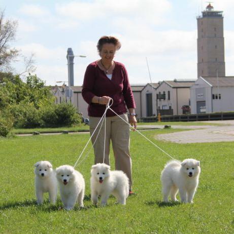 Schylger Samoyeds