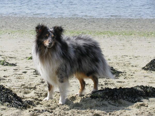 Sheltie