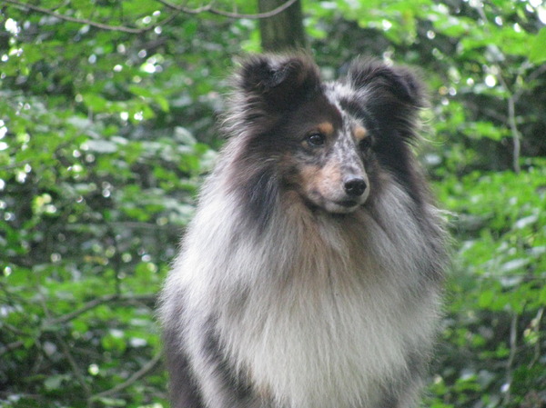 Sheltie