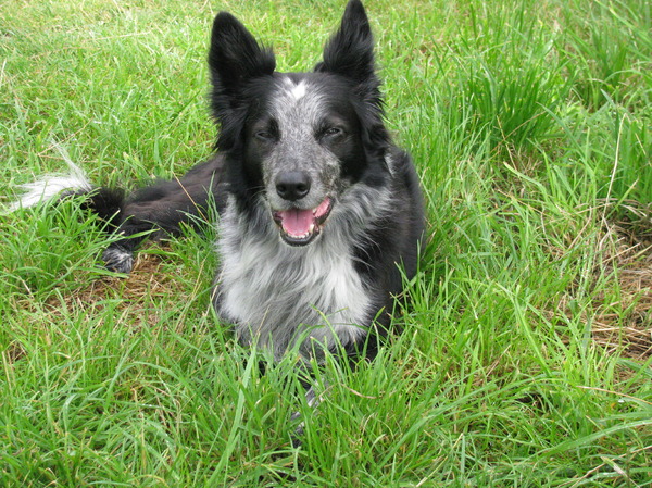 Border Collie