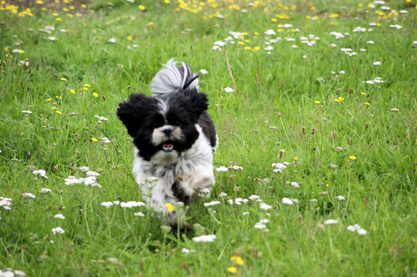 De gelukkige Shih Tzu Shihla