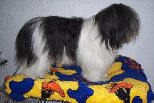 Polski Owczarek Nizinny