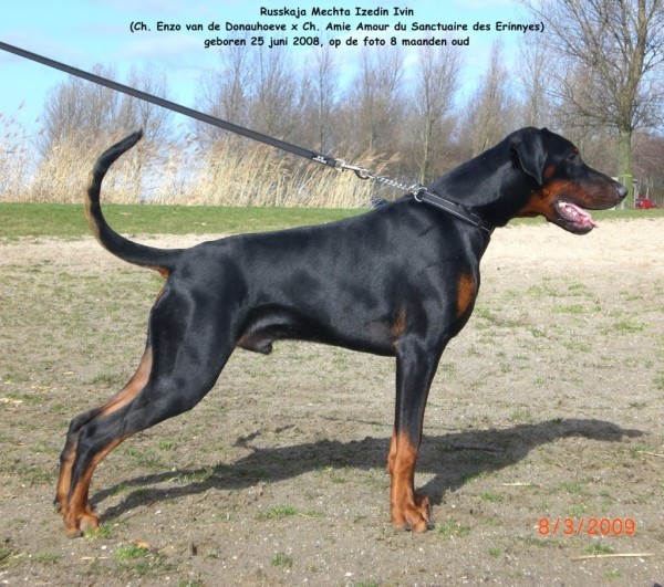 Dobermann