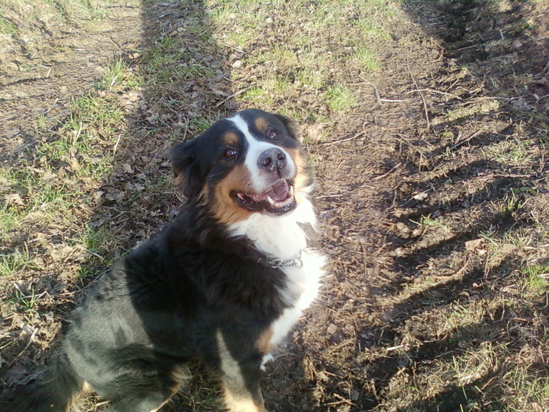 Berner Sennenhond