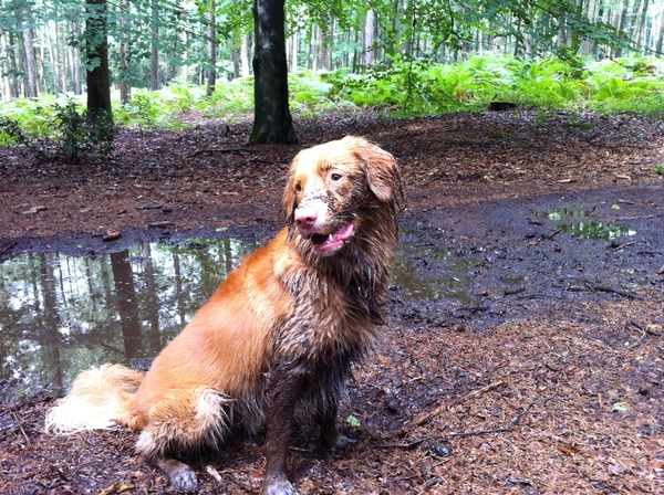 Nova Scotia Duck Tolling Retriever