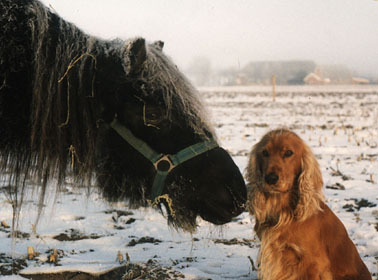 Engelse Cocker Spaniel