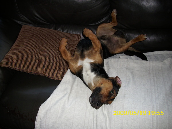 Jack Russell Terrier