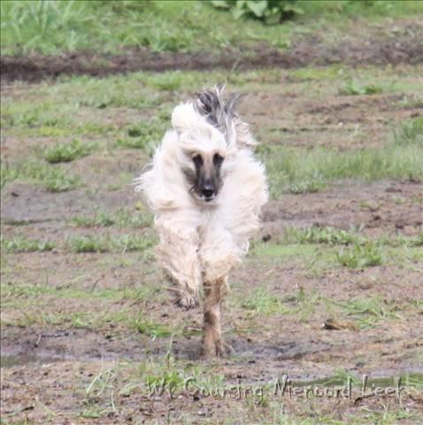 Afghaanse Windhond